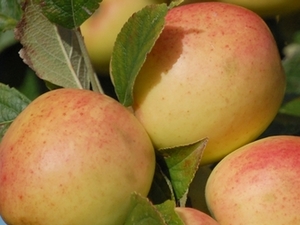 pommes ferme félicité longues sur mer