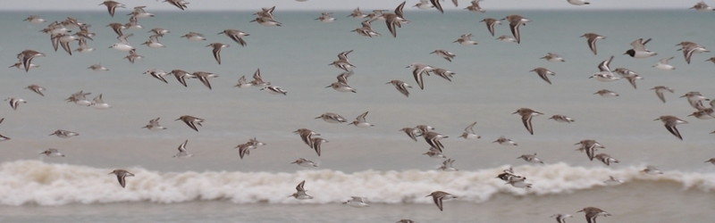 slider10 vol d'oiseaux migrateurs à longues sur mer