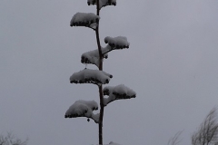 18-lorsque-la-neige-devient-une-oeuvre-dart