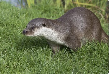21.08.2023 AP délimitant les secteurs de présence de la loutre d’Europe dans le Calvados