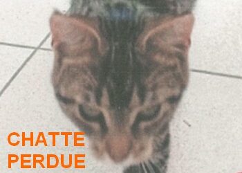 05.08.2025 CHATTE « MALICE » PERDUE